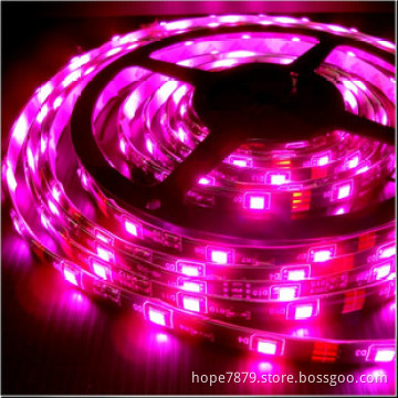 30LEDs/M 3528 Waterproof LED Strip Light for Outdoor Decoration